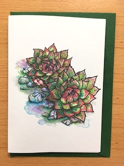 succulent1