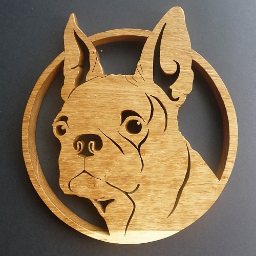 boston terrier