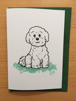 Bichon Friese