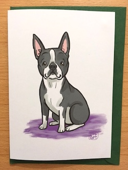 Boston terrier