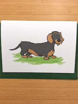 wire haired dachshund