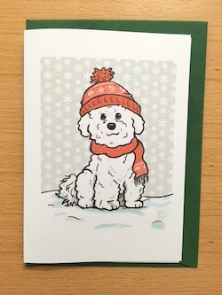 Bichon Friese