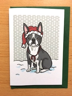 Boston terrier